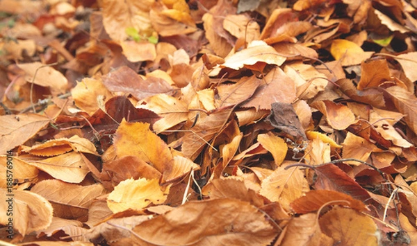 Obraz Dry autumn leaves background. Background