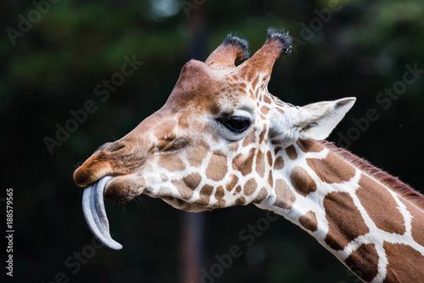 Obraz Żyrafa Wystający Język