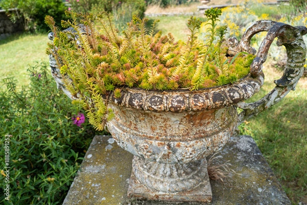 Fototapeta Pot de succulentes