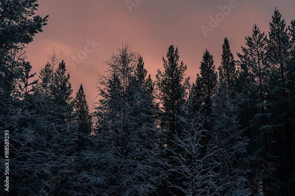 Obraz Sunset Behind The Trees