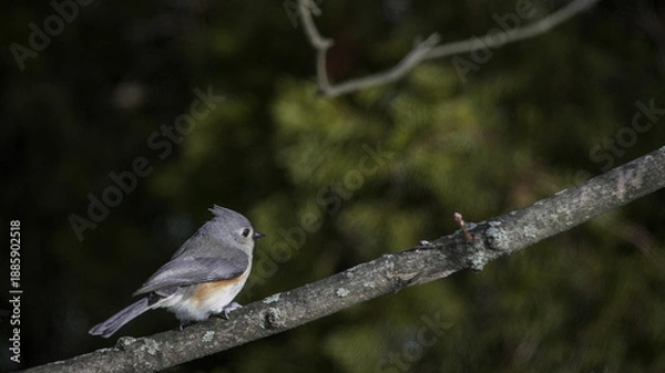 Obraz Tufted titmouse bird perching on tree branch