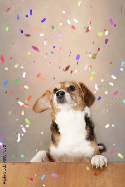 Obraz Porträt eines Beagle Mischling