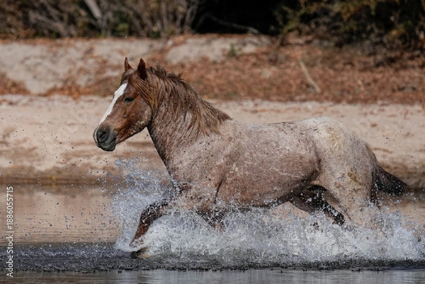 Obraz Splash - Wild Horse