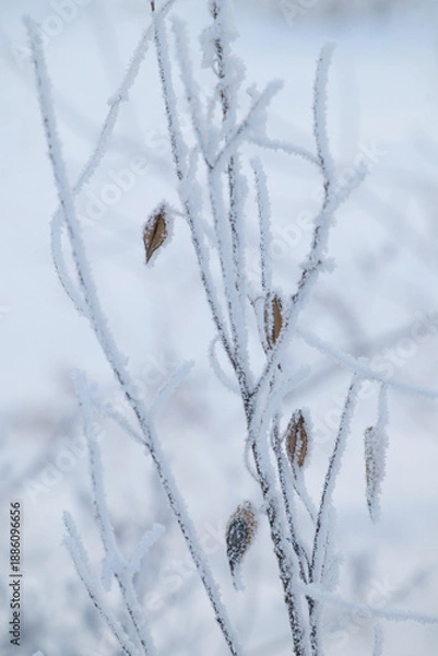 Fototapeta 冬の枯れ草