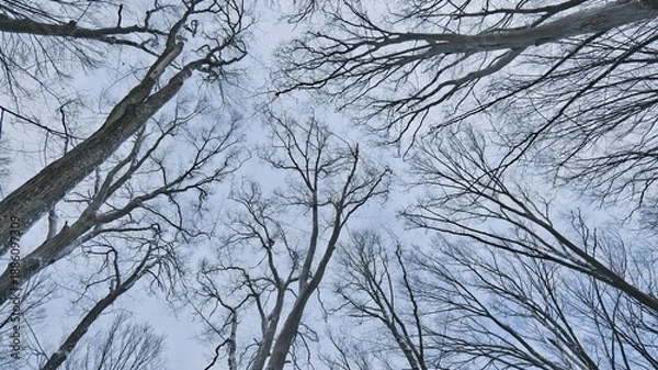 Obraz Looking up through bare tree branches against a cloudy winter sky