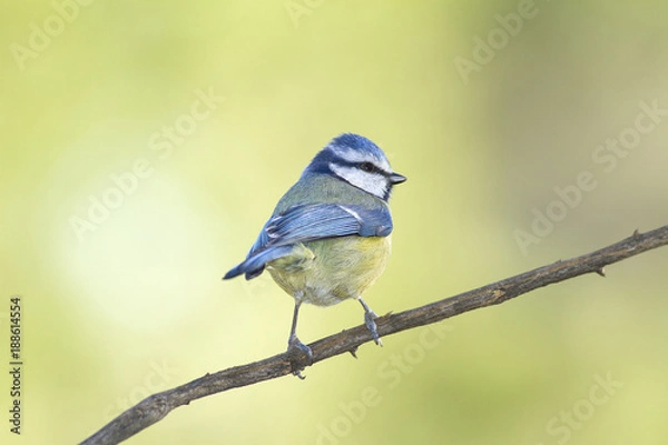 Fototapeta blue tit