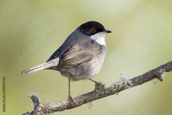 Fototapeta Sardinian warbler