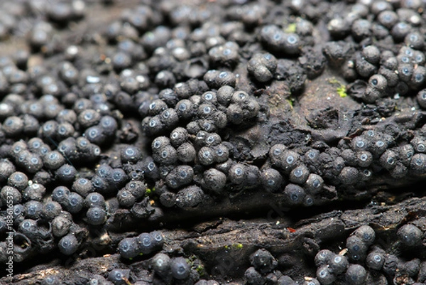 Obraz 黒灰色の子嚢殻に天使の輪模様の入ったアカコブタケ科キノコのコロニーアップ（キノコマクロ撮影）