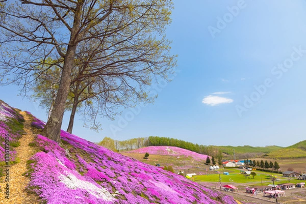 Obraz 北海道大空2025春-東藻琴の芝桜-03