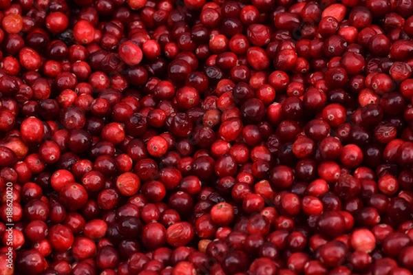 Obraz Cranberries in a Pile Closeup Abstract Texture Background