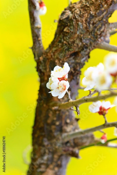 Fototapeta Japanese Apricot(Plum Blossom) in Minabe Town Wakayama Prefecture Japan. With a bright yellow background covered with field mustard, is one of early Spring features, and the poem about Spring in Japan