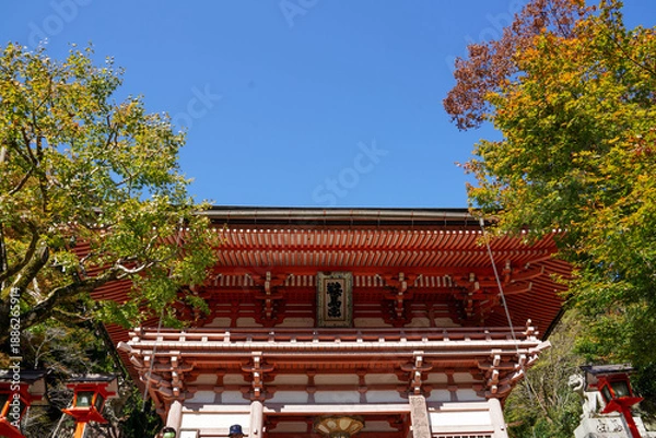 Obraz 鞍馬寺境内の赤く色づいた楓