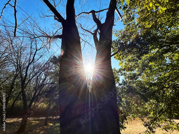 Obraz 光り輝く木々