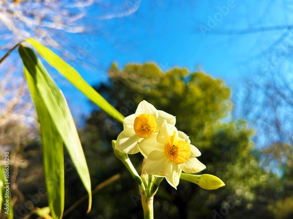 Obraz 鮮やかなスイセン