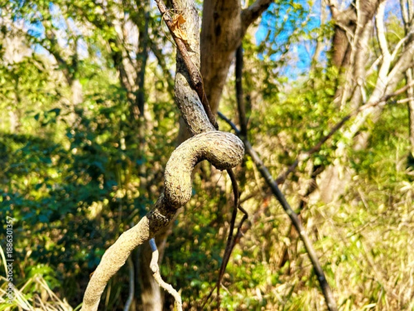 Obraz 捻じ曲がる枝