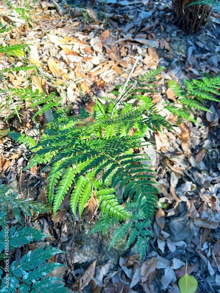 Obraz 光り輝くシダ植物