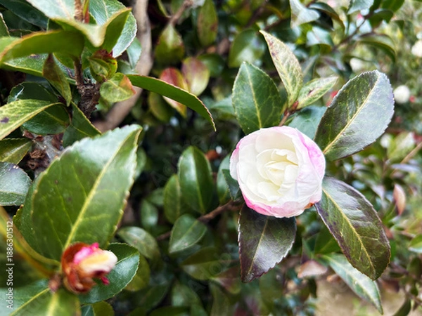 Obraz 輝くサザンカ