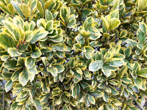 Obraz 色鮮やかなマサキ