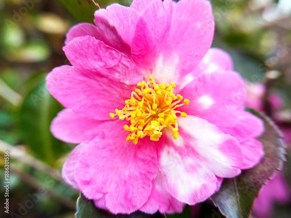 Obraz サザンカのアップ