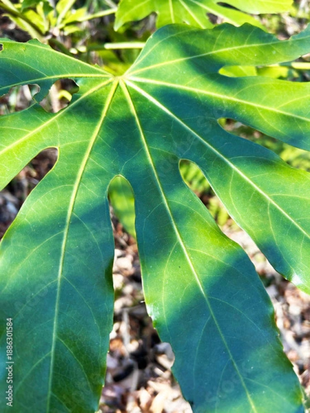 Obraz ヤツデのアップ