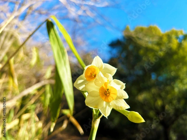 Obraz 青空とスイセン