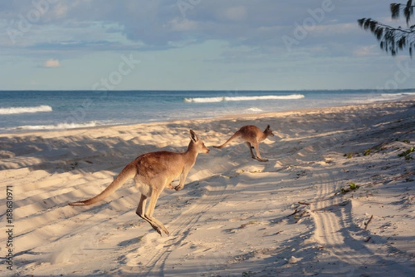 Obraz Kangaroos on the beach