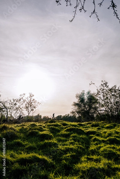 Obraz sunset in the forest