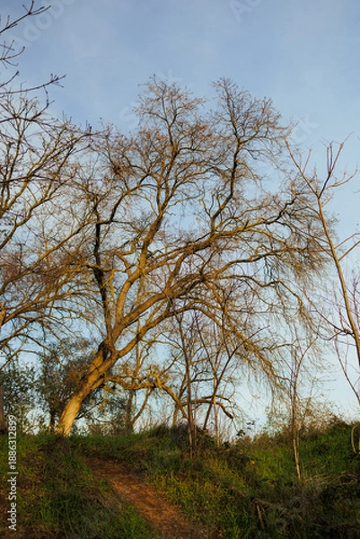 Obraz tree in the park
