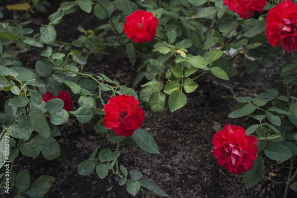 Obraz Beautiful rose bush 