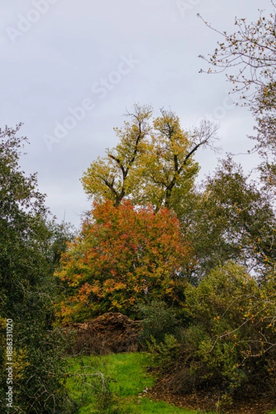 Obraz autumn in the forest