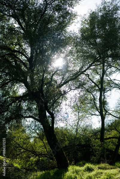 Obraz trees in the woods