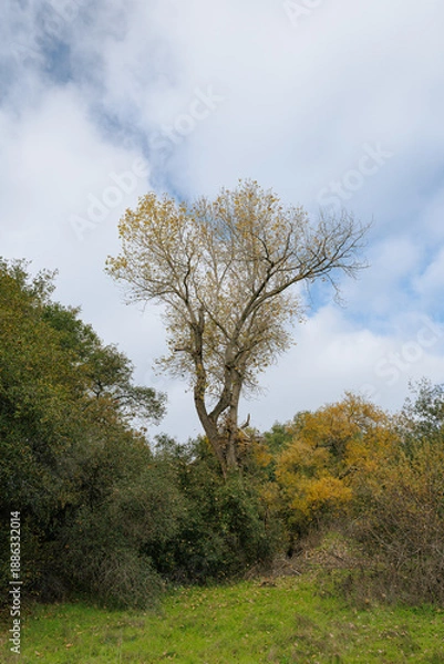 Obraz tree in the autumn