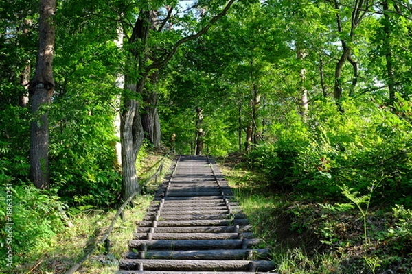 Fototapeta 散策路