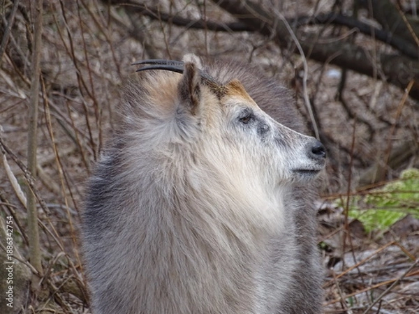 Obraz ニホンカモシカ