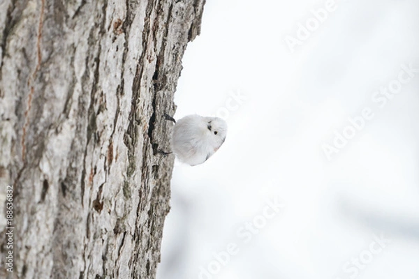 Obraz 冬のシマエナガ