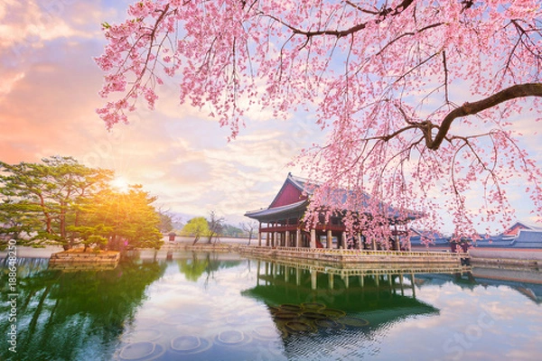 Obraz Gyeongbokgung palace with cherry blossom tree in spring time in seoul city of korea, south korea.