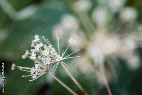 Obraz 【植物】にら