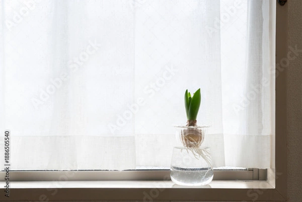 Obraz ヒヤシンスの水耕栽培,蕾,球根,シンプル,インテリア