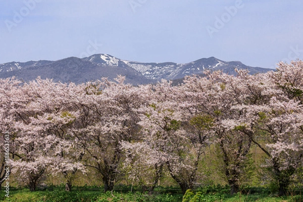Obraz 北海道共和町、堀株川沿いの桜並木【5月】