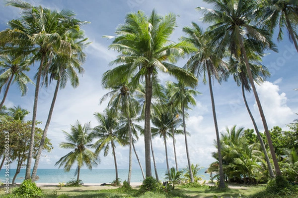 Fototapeta View of nice tropical beach with some palms