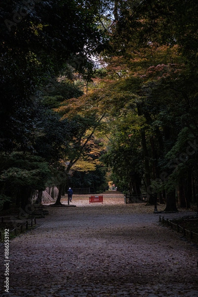 Obraz 京都府下賀茂神社秋朝参道に続く道