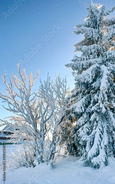 Obraz snow covered trees