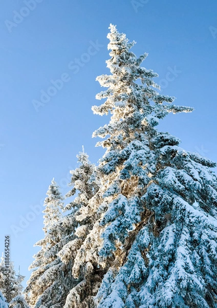 Obraz snow covered pine tree