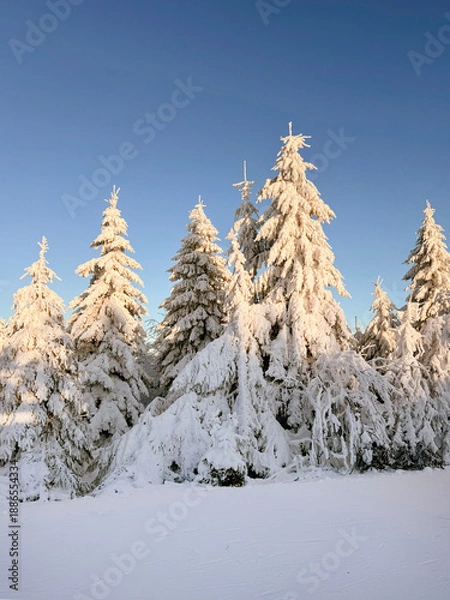 Obraz snow covered trees winter forest