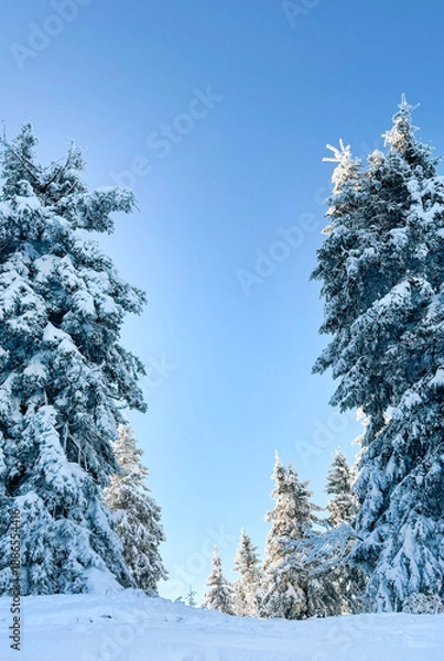 Obraz snow covered pine trees
