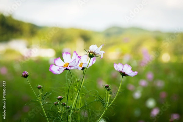 Obraz 【植物】コスモス