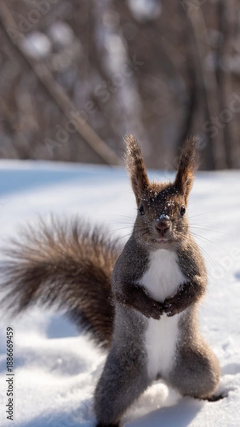 Obraz 立ち上がるエゾリス