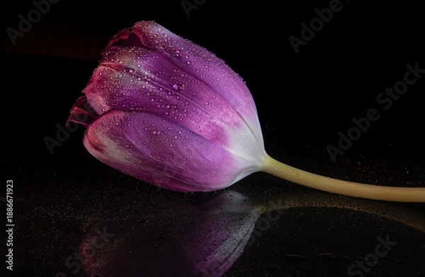 Obraz Purple Tulip
