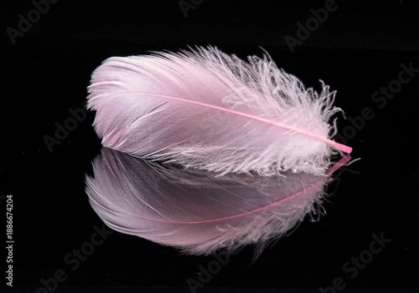 Obraz pink feather on black background