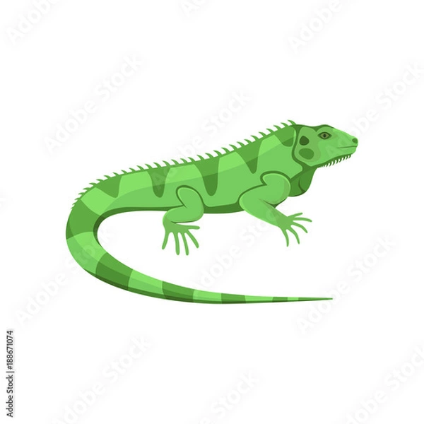 Fototapeta Vector illustration of a green iguana isolated on white background.